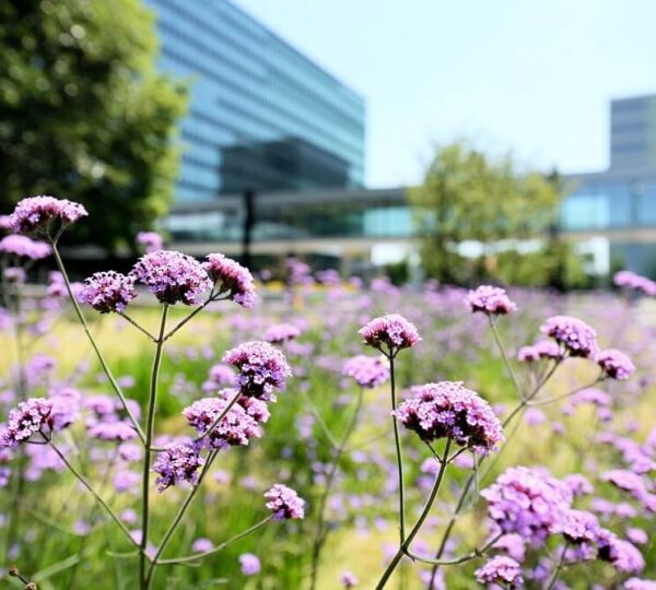 Eindhoven Teknik Üniversitesi 1 Eindhoven Teknik Üniversitesi